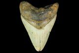 Fossil Megalodon Tooth - North Carolina #131580-1